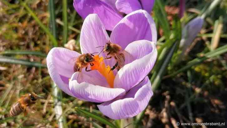 Geniet van dit zonovergoten weekend, want er staat ons guur weer te wachten