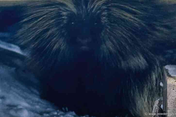 Porcupine Delays The Opening Of Fernie Alpine Ski Lift