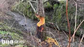 'Beavers can bring a tree down in a night'