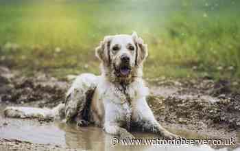 Dog owners warned to keep pets away from puddles this spring