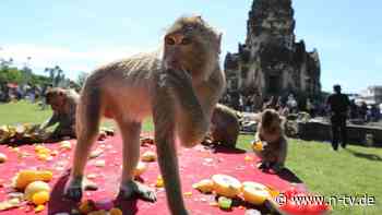 Fluch und Segen für Lopburi: Aggressive Affen rauben Anwohnern den letzten Nerv