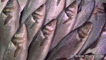 „Aus heiterem Himmel“ – Alte Lachs-Konserven verhelfen Parasiten-Forschern zum Durchbruch