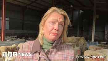 Farmer feels vulnerable after spate of sheep thefts