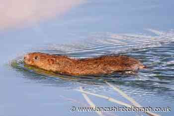 Water vole watchers sought for Lancashire's rivers