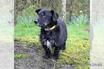 Wirral Globe dog of the week: 'Super sweet' Dusty needs you