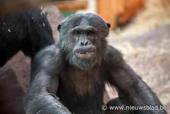 Antwerpse Zoo viert 32ste verjaardag van chimpansee Tuma