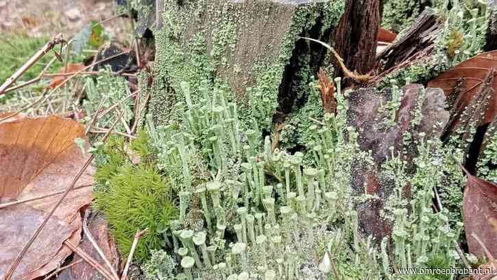 Bijzondere begroeiing op een wortelstomp, Frans weet wat het is