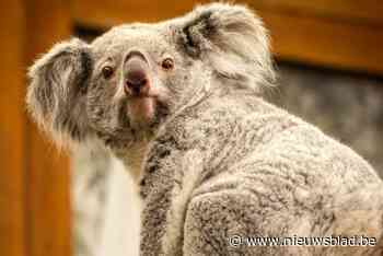 Planckendael koppelt koala Inala aan kweekman Bouddi