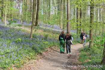 Hyacintenfestival gestart met eerste stormloop op paarse bloemenpracht in Hallerbos: “Het Tomorrowland van de natuur”