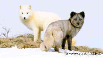 Esplorando il mondo di "Kina e Yuk": un viaggio cinematografico verso l'inatteso