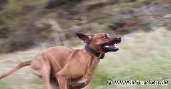 Frau an Baggersee im Kreis Kitzingen gebissen und verletzt: Hunde waren nicht angeleint