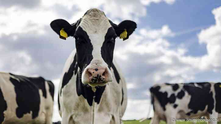 LIVE: Koeien verlaten hun stal en springen de lente tegemoet