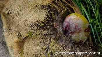 112-nieuws: drachtige ree gebeten • botsende automobilist was dronken