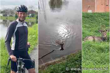 Reetje dreigt weer te verdrinken in kanaal: “Maar dit keer waren we niet te laat”