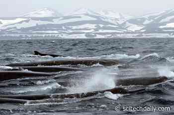 Scientists Uncover Surprising Behavior of the World’s Most Elusive Whales