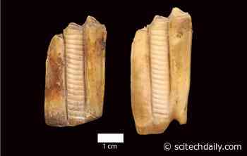 7,200 Years Ago: How Neolithic Shepherds Navigated the Complexities of Early Agriculture