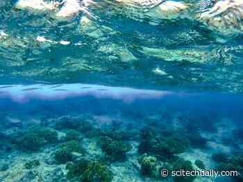 Ocean Alert: Impact of Climate Change on Marine Life Far Greater Than Expected