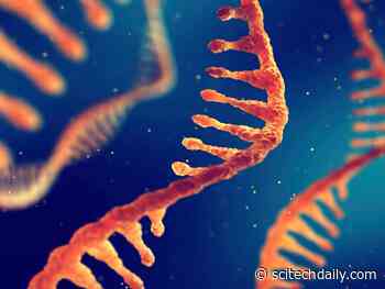 Forever Young: Scientists Have Discovered RNA That Doesn’t Age in the Brain