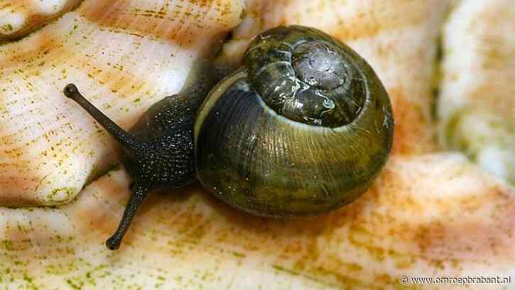 Zo kom je van slijmerige slakken af volgens boswachter Frans