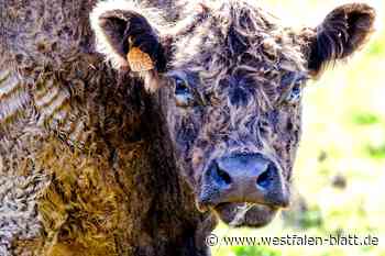 Mehrere Polizeieinsätze: Tag der ausgebüxten Rinder in Bünde