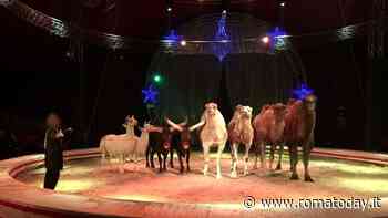 Animali nei circhi, il Campidoglio dice basta: “Sono diseducativi”