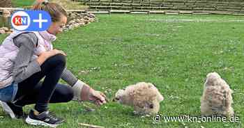 Erlebniswald Trappenkamp: Auf Du und Du mit dem Uhu