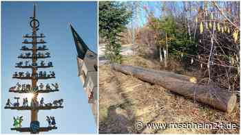 Gleich zwei Eggstätter Maibäume geklaut: Ein Fall ist Tradition – der andere wohl Diebstahl