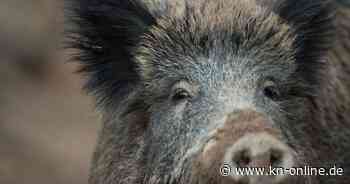 Sankt Ingbert: Wildschwein beißt Mann in Oberschenkel