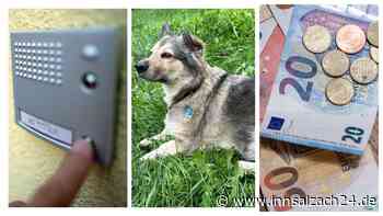 Suche nach Hundesteuer-Sündern: Hat sich die Aktion für die Stadt Mühldorf gelohnt?