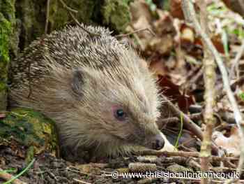 Wild Things: Curious, serious and odd wildlife stories