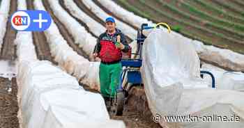 Spargelernte in Schleswig-Holstein: Gut Augustenhof startet mit Hürden