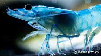 Für die Shrimps-Produzenten wird es eng – ist eine profitable Garnelenzucht in unseren Breitengraden überhaupt möglich?