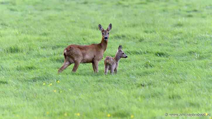 Oproep na doodgebeten drachtige reegeit: 'Houd je viervoeter aan de lijn'