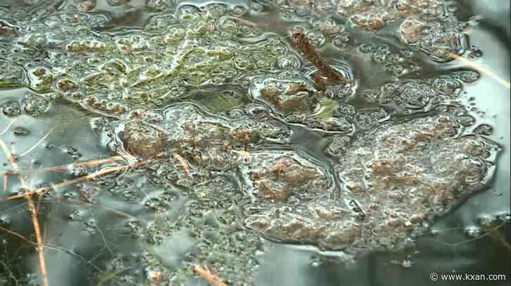 'Be aware': Austin leaders urge caution as toxic algae blooms in local waterways