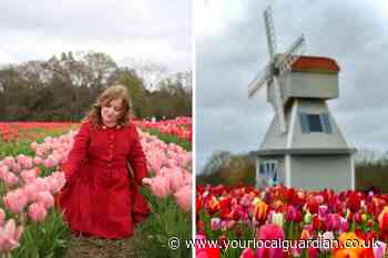 Tulleys Tulip Fest field in Crawley West Sussex: Review