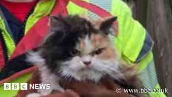 Cat looks fur-ious after being chiselled out of wall