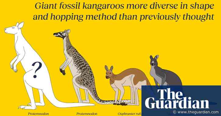 Giant fossil kangaroos: scientists identify three new species of extinct megafauna
