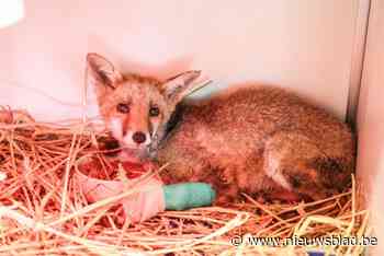 Vrijwillige chauffeurs gezocht voor dierenambulance van Kapels opvangcentrum