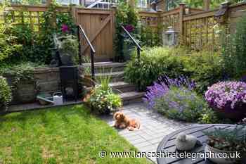 Are any garden plants poisonous to dogs? Most common