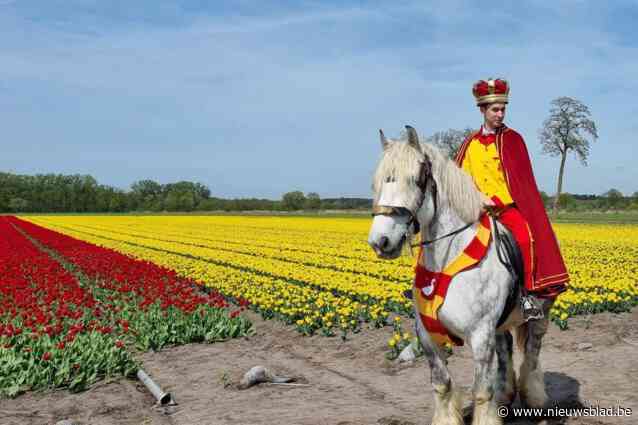 Schitterend lenteweer trekt honderden kijklustigen en zelfs ganzenkoning naar Stabroekse tulpenweide: “We hadden hier gerust een ijsjeskar kunnen zetten”