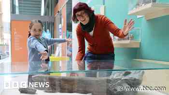 Finn, the reptile skull named by competition winner