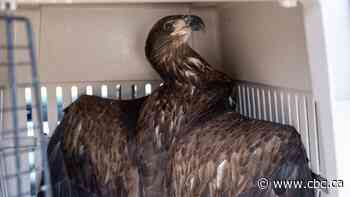 Rehabilitated eagle release at Métis Crossing connects culture and nature