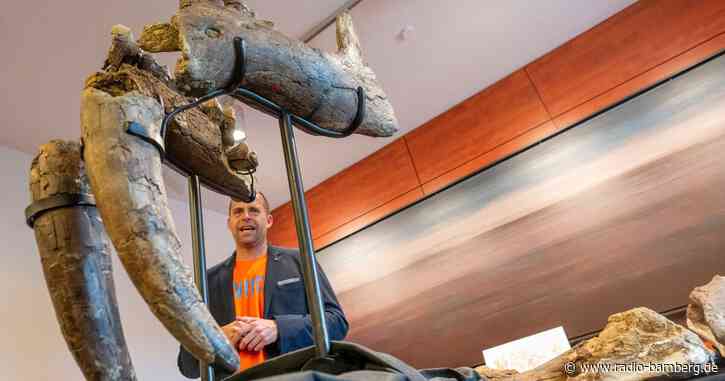 Ur-Elefanten entdeckt – Wissenschaftler: «Spektakulär»