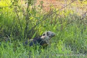 Is het een varaan of een leguaan? Verwarring over welk dier nu precies in Lommelse Sahara ronddoolt