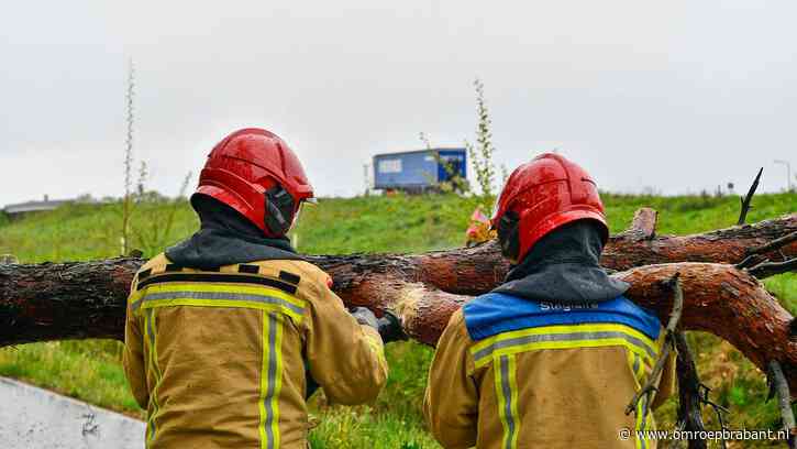 Storm over Brabant: omgevallen bomen en blikschade bij geparkeerde auto's