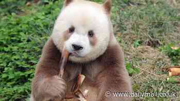Pandas are NOT all black and white - and now scientists know why some are different colours