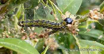 Landkreis Lichtenfels: Schädling Buchsbaumzünsler im Garten - das solltest du tun