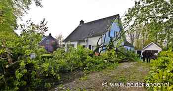 Stormschade in Brabant: bomen vallen op auto's en huizen, explosie door blikseminslag