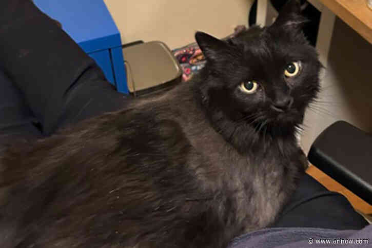 Adoptable Pet of the Week: Batgirl