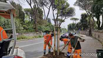 Via i ceppi, arrivano platani e piante da fiore. Roma nord diventa più verde